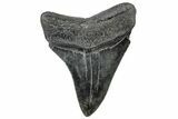 Serrated, Fossil Megalodon Tooth - South Carolina #306255-1